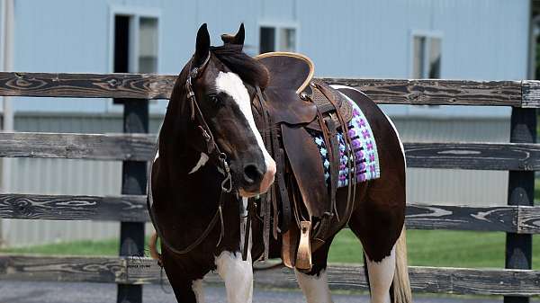 lesson-pinto-pony