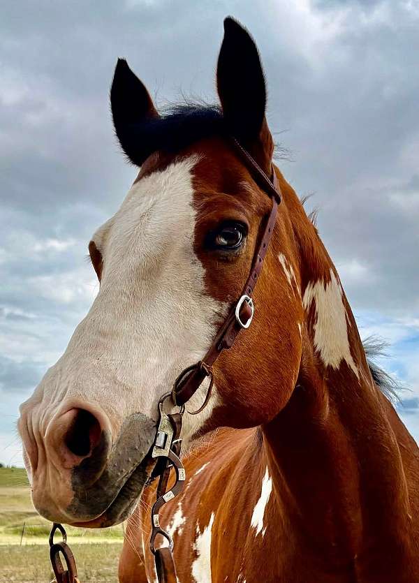 bay-overo-equit-horse
