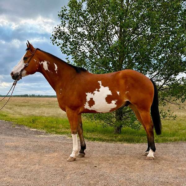 equit-quarter-horse