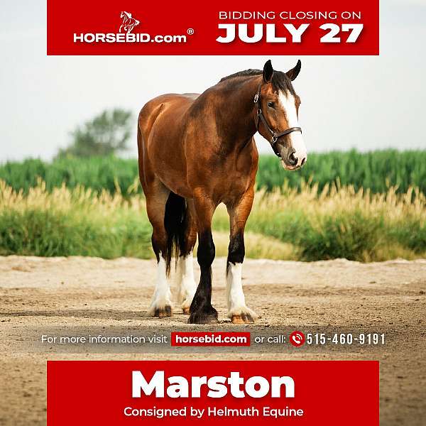 show-hack-clydesdale-horse