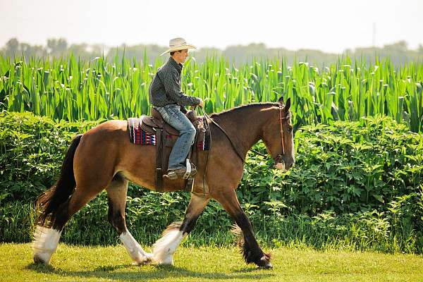 all-around-clydesdale-horse