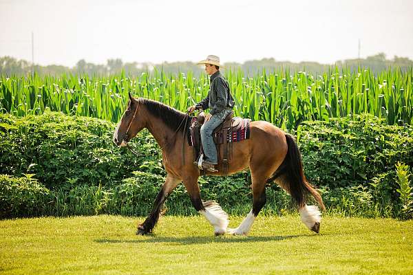 athletic-clydesdale-horse