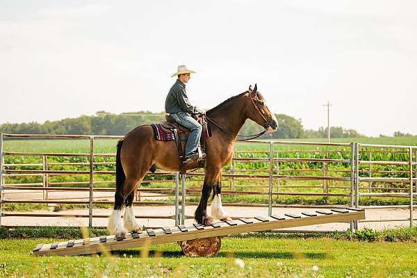 cross-clydesdale-horse