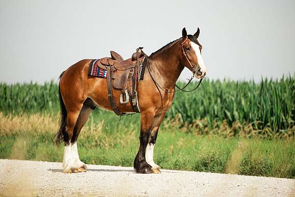 dressage-clydesdale-horse
