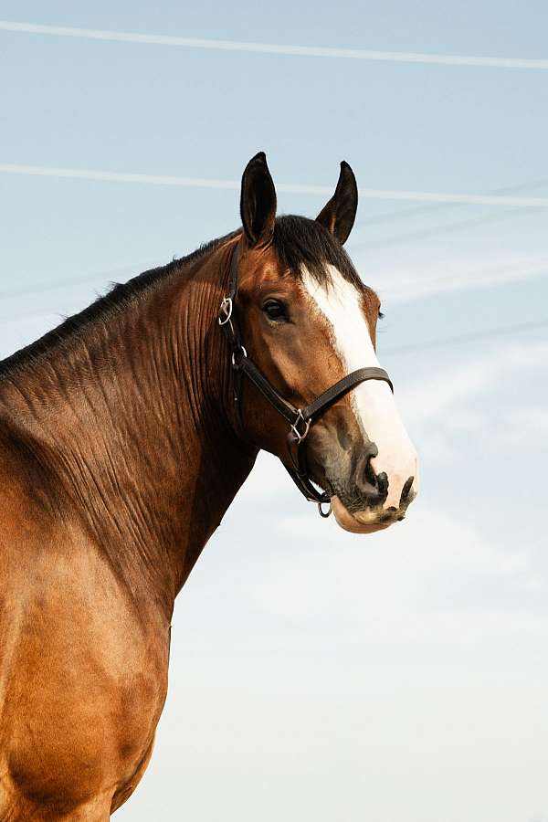 driving-clydesdale-horse