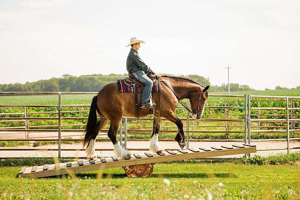 draft-clydesdale-horse