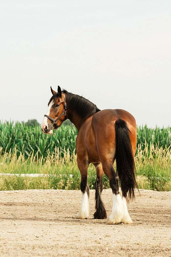 flashy-clydesdale-horse