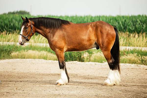 kid-safe-clydesdale-horse