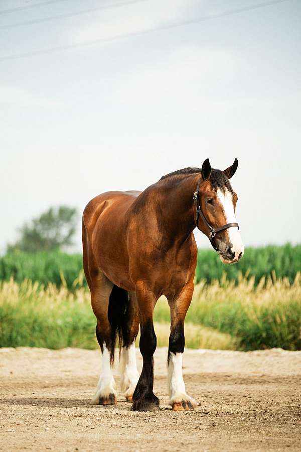 parade-clydesdale-horse