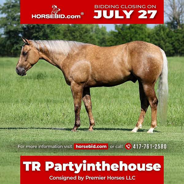 all-around-quarter-horse