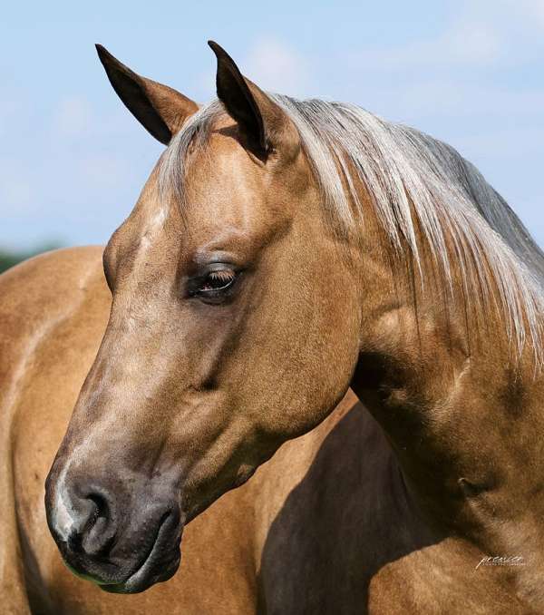 flashy-quarter-horse