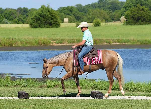 athletic-quarter-horse