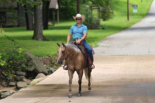 performance-quarter-horse