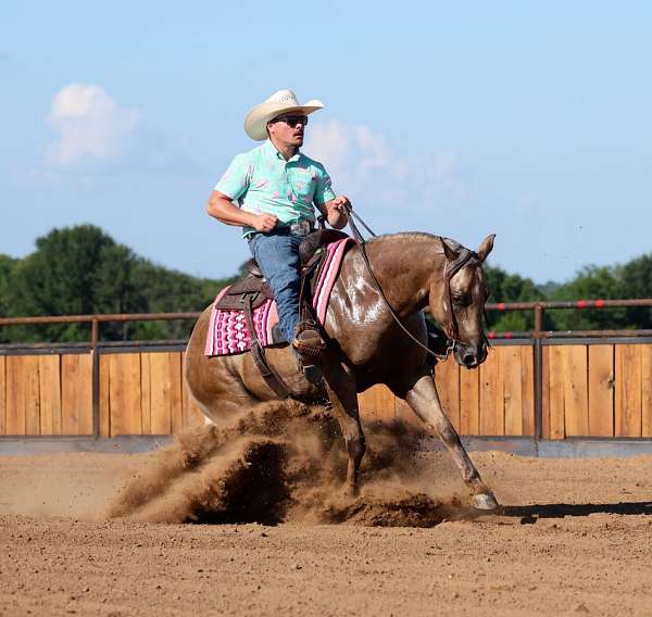 ranch-quarter-horse