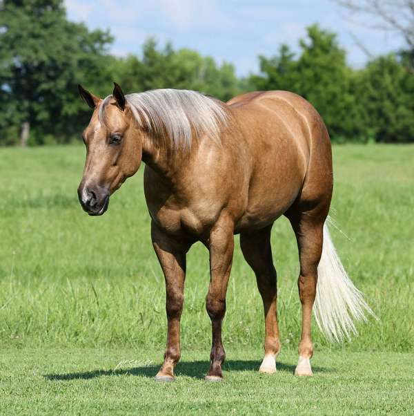 ranch-work-quarter-horse