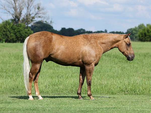 reining-quarter-horse