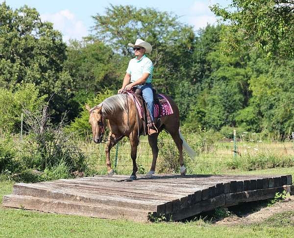 show-quarter-horse