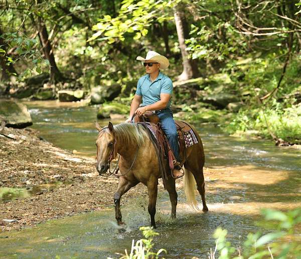trail-quarter-horse