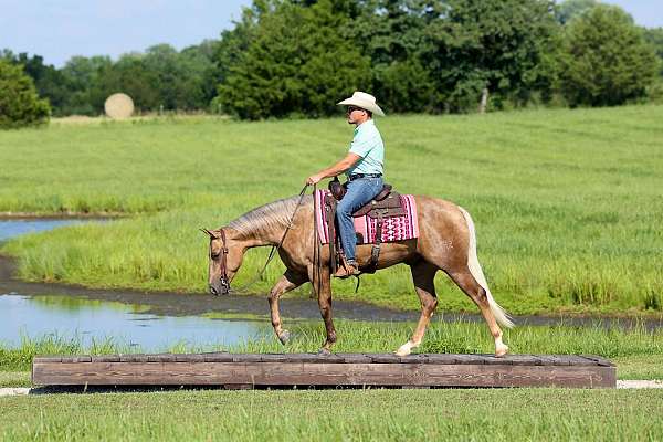 western-riding-quarter-horse