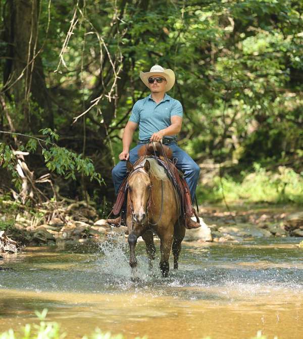 working-cattle-quarter-horse