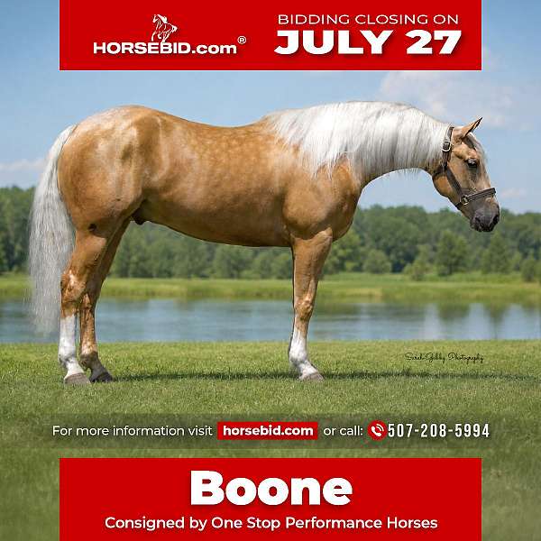 all-around-quarter-horse
