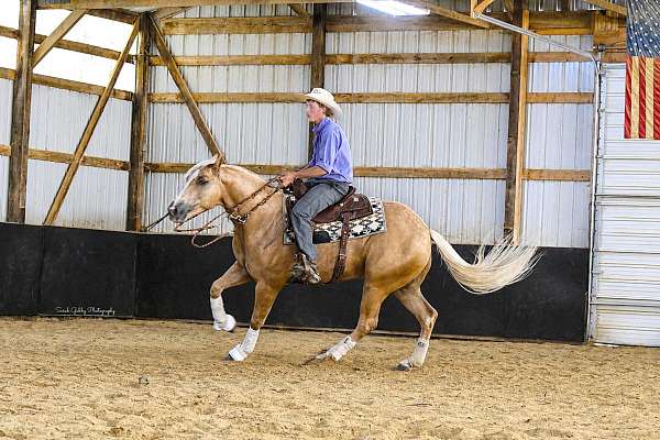 athletic-quarter-horse