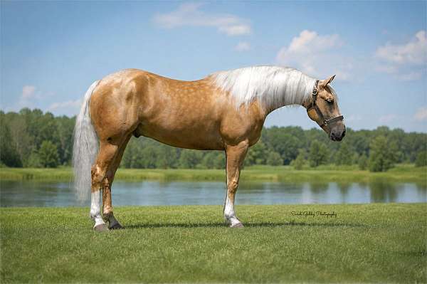 flashy-quarter-horse