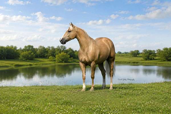 husband-safe-quarter-horse