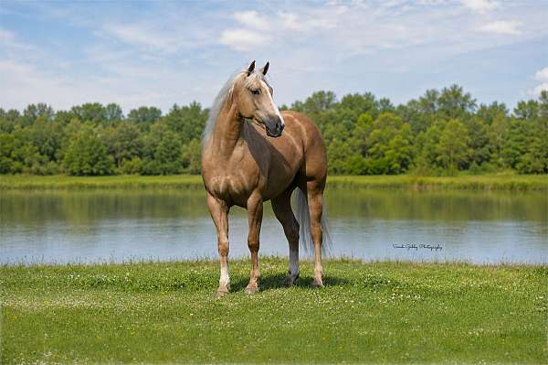 performance-quarter-horse