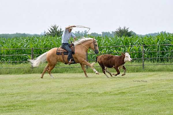 ranch-versatility-quarter-horse