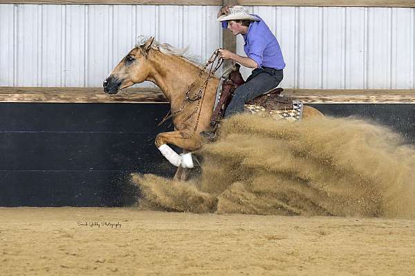 reining-quarter-horse