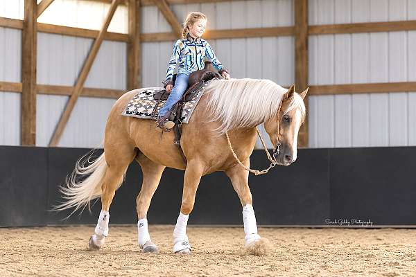 show-quarter-horse