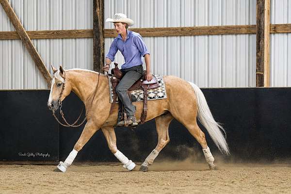 working-cattle-quarter-horse