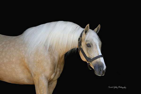 trail-riding-quarter-horse