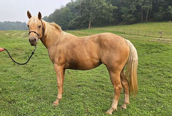 dogs-filly