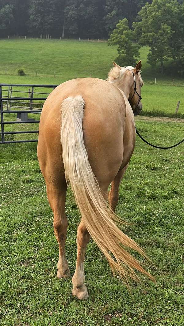 ropes-filly