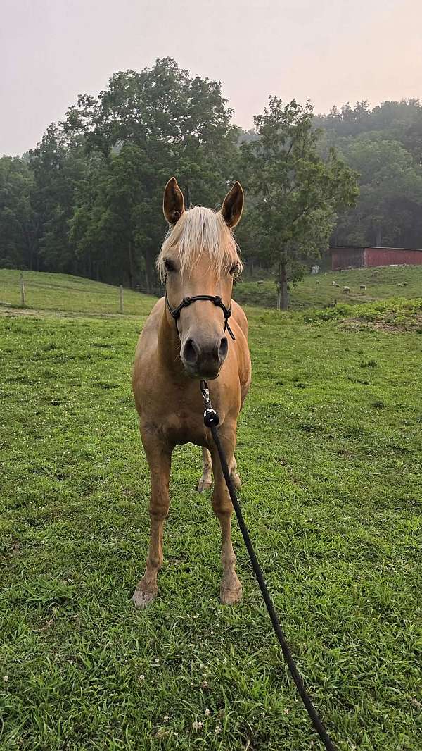 around-quarter-horse