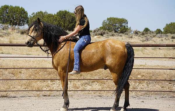 trail-horse-missouri-fox-trotter