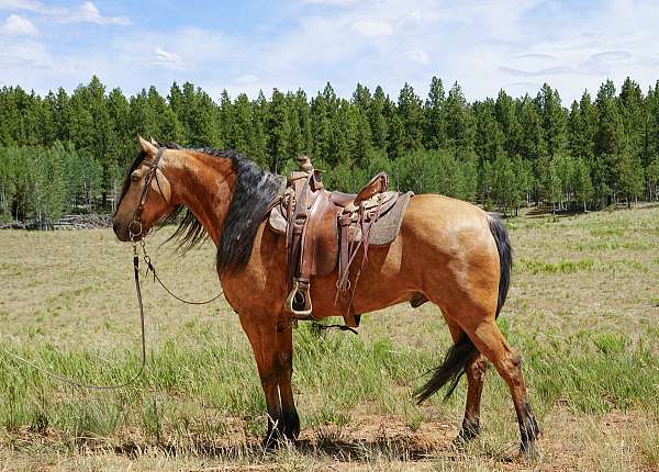family-horse-missouri-fox-trotter
