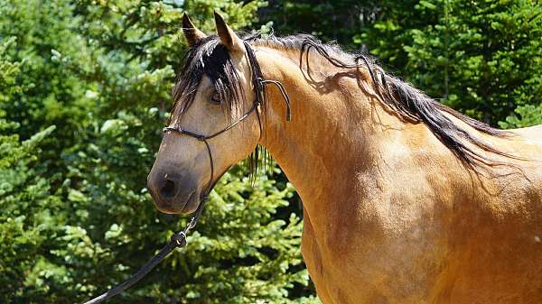 gaited-horse-missouri-fox-trotter
