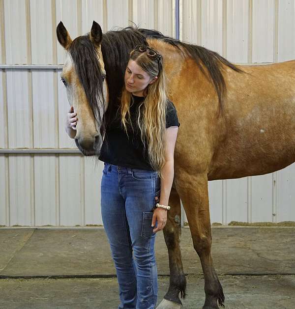 gentle-horse-missouri-fox-trotter