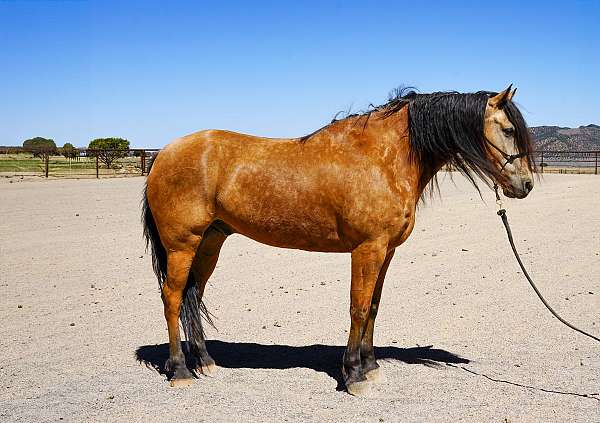 my-horse-connection-missouri-fox-trotter