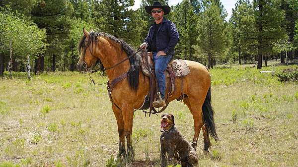 gun-safe-horse-missouri-fox-trotter