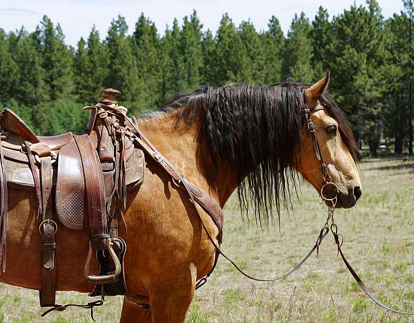 horse-for-sale-missouri-fox-trotter