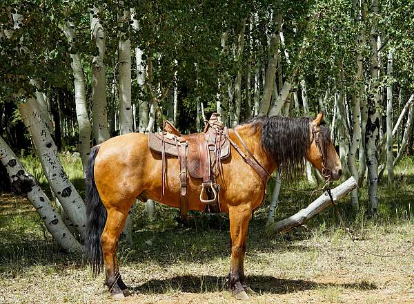 western-horse-missouri-fox-trotter