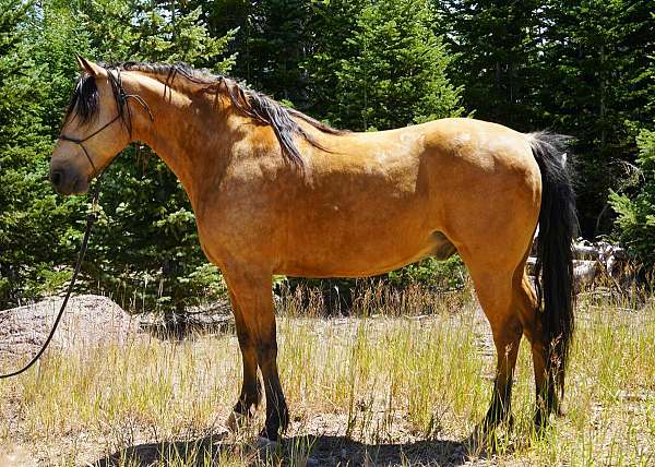 western-dressage-horse-missouri-fox-trotter