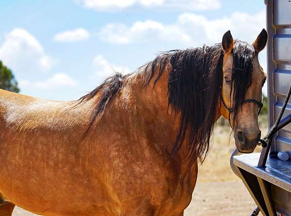 kid-friendly-horse-missouri-fox-trotter