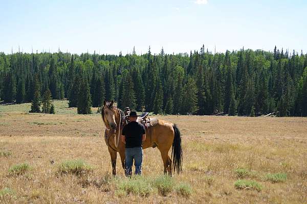 tennessee-walking-horse-missouri-fox-trotter