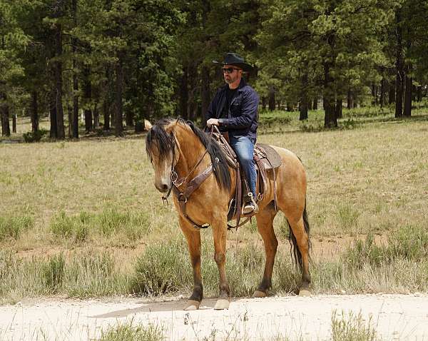 trail-horse-for-sale-missouri-fox-trotter