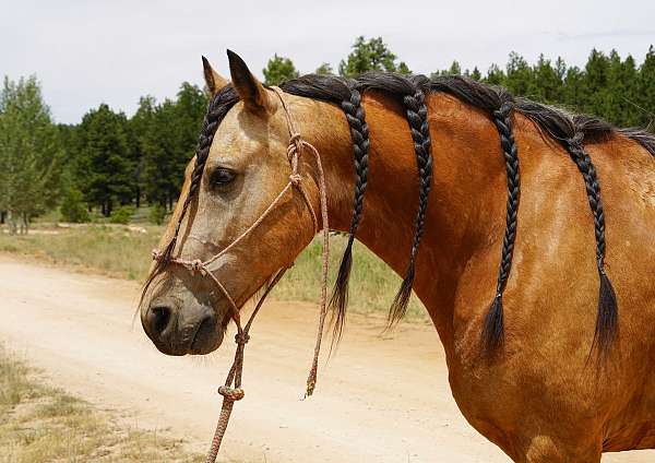 traffic-safe-horse-missouri-fox-trotter